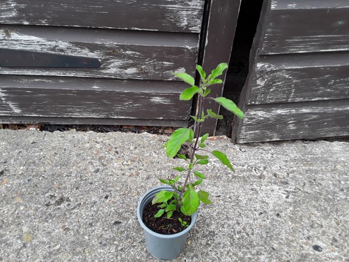 Flowering seeding holy - /, basil