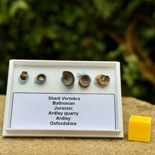 Collection small shark - collection, of