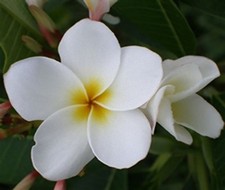 5 Fresh Seeds Frangipani
