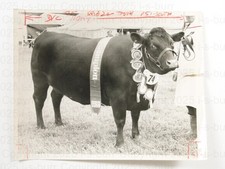 Champion Sussex Cow Rousillon