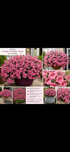Large potted diascia flying - large,