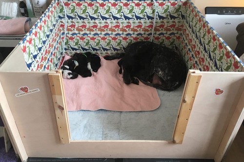 Whelping box for dogs - box,