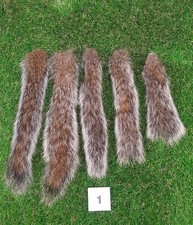 5 x Genuine Grey Squirrel