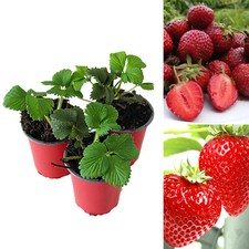 Strawberry Honeoye Fruit