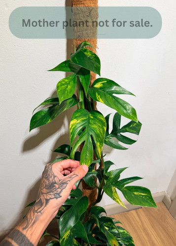 Epipremnum pinnatum cintho - pinnatum,