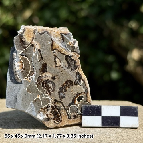 Promicroceras ammonite fossil - ammonite,
