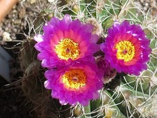 Notocactus uebelmannianus