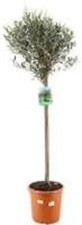 Olive Tree - Olea Europaea -