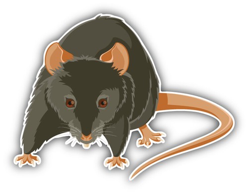 Rat cartoon car bumper sticker - car,