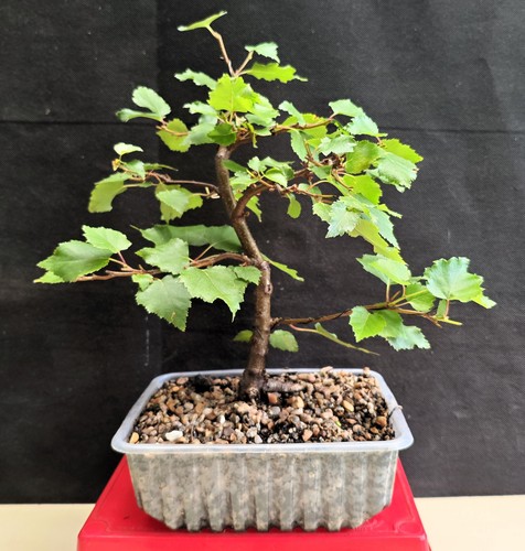 Silver birch starter bonsai - birch,