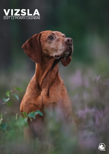 Vizsla calendar 2027 - vizsla,