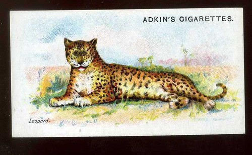 1923 adkin and son wild - 1923,