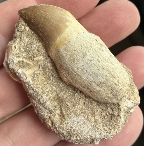 Cretaceous mosasaur fossil - cretaceous,