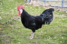 6 White faced Spanish Eggs  (