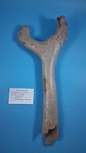 Rein deer antler - rein, ice