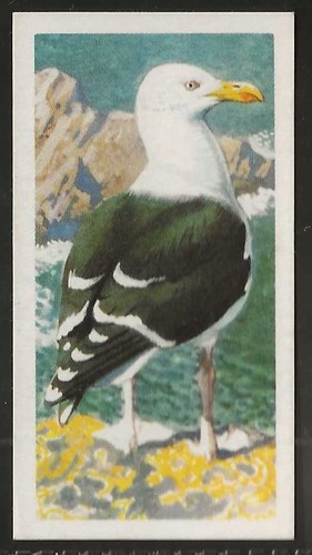 Brooke bond bird - brooke,