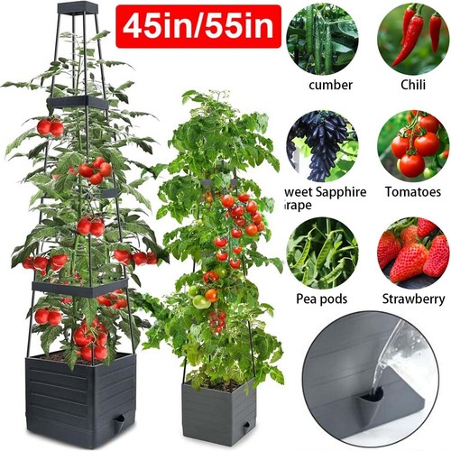 Raised garden bed with tomato - bed,