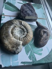 Mixed Lot Of Large Fossil