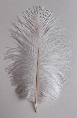 Ostrich feather plume herl - plume, 25