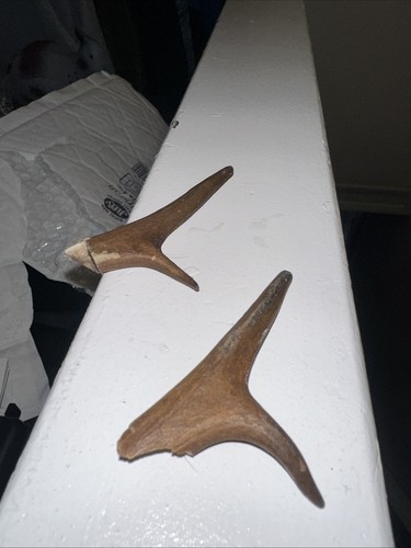 Dog chew toy - antler, )