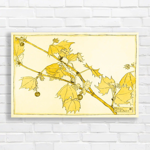 Botanical illustration - illustration, of