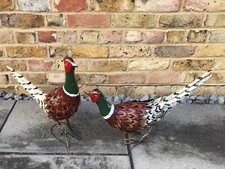 Pheasant Head Up & Head Down