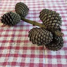 Large Real Natural Pine Cones on Branch - Rustic Display / Decoration 