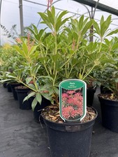 Large Pieris Forest Flame