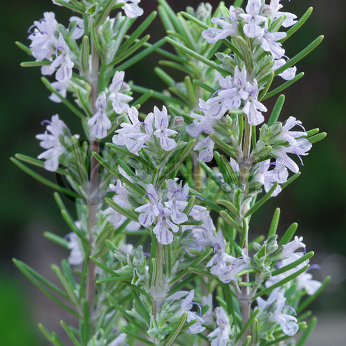 Rosemary miss jessops 1 - jessops,