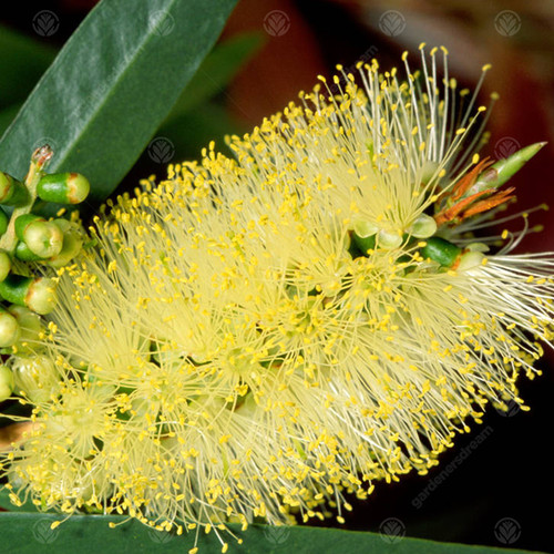 Callistemon honeypot - callistemon, 'honeypot'