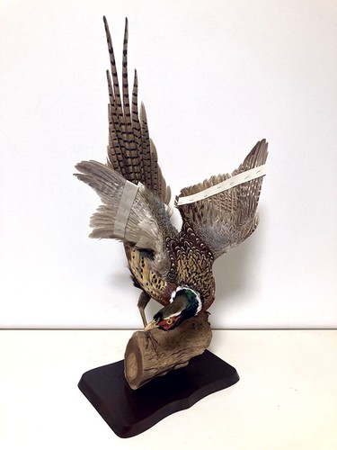 Stuffing animals real - animals,real, bird