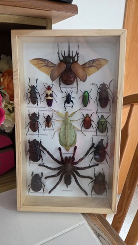 Rare mix insects display box - insects,
