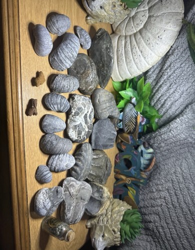 Large bundle fossils - of, some