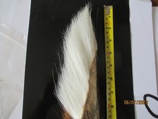 buck tail white piece fly