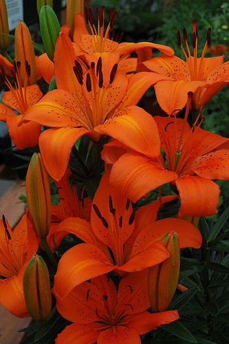 Orange pixis asiatic pot - x5,