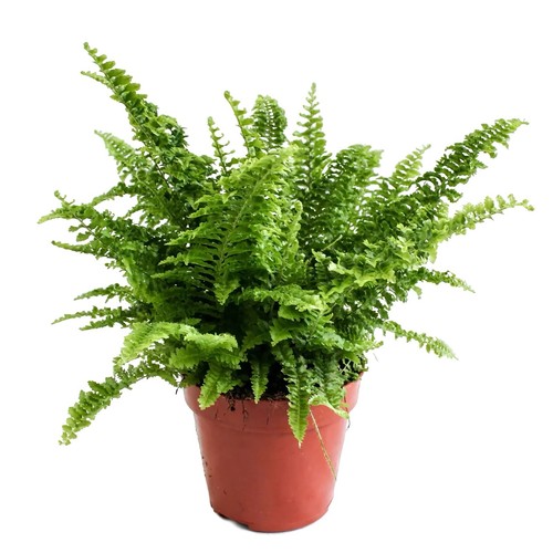 Boston fern nephrolepis - boston,