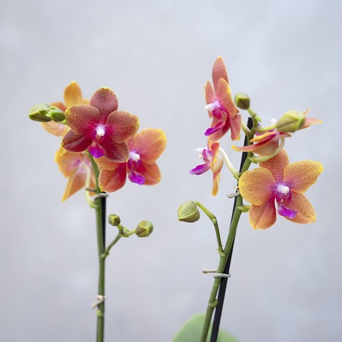 50cm phalaenopsis bolgheri - phalaenopsis,