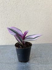 Tradescantia 'Nanouk' small cutting rooted 
