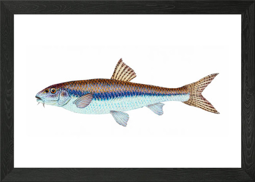 Gudgeon cyprinus gobio framed - gudgeon,