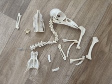 Carrion Crow Skull Skeleton