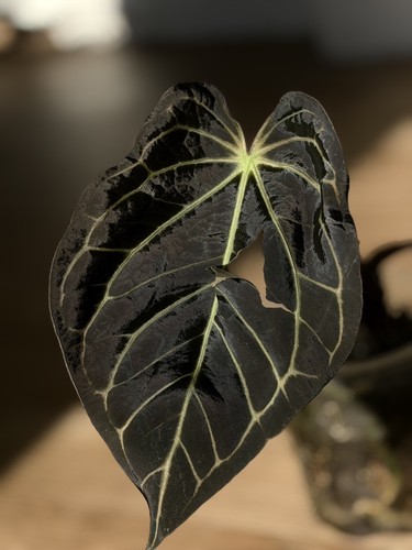 Anthurium carlablackaie