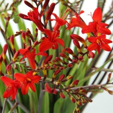 25  Crocosmia Montbretia