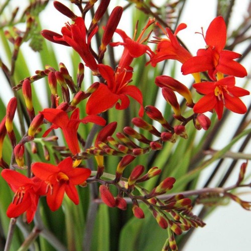 Crocosmia montbretia - crocosmia,