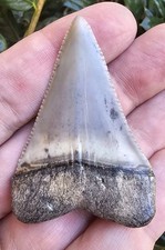 Peruvian Great White Shark