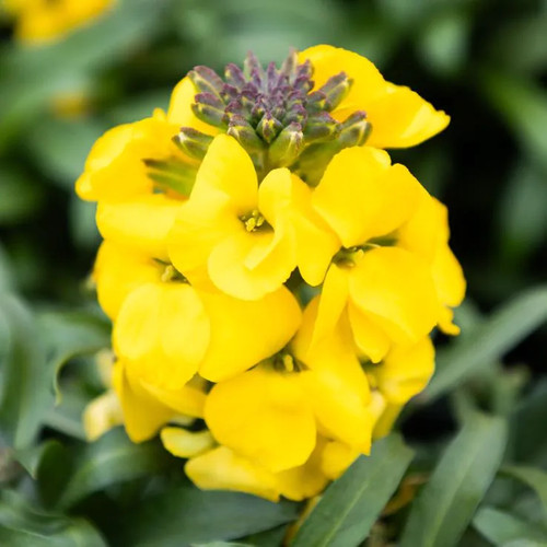 Erysimum yellow glow - erysimum, –