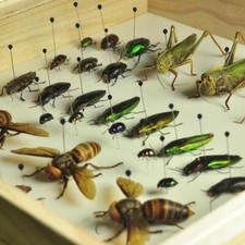 100pcs Steel Insect Pins