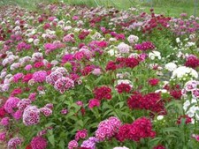 100 SWEET WILLIAM SEEDS