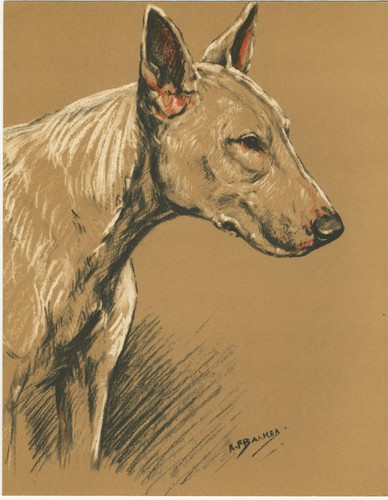 Bull terrier head - terrier, study