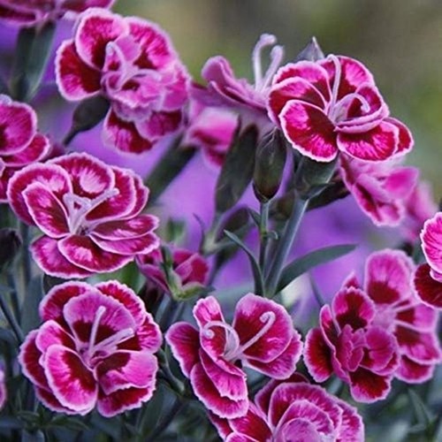 Dianthus purple wedding - purple, wedding®