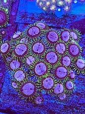 Purple monster zoas polyp - monster,